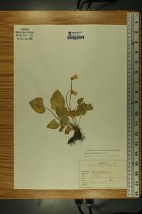 Viola affinis image