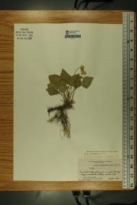 Viola affinis image