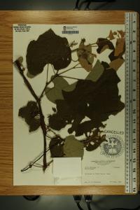 Vitis labrusca image
