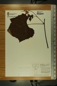 Vitis labrusca image