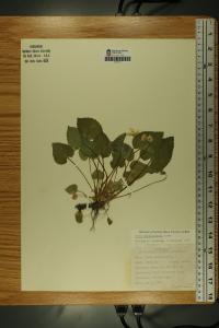 Viola affinis image