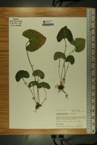 Viola affinis image