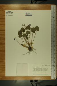 Viola affinis image
