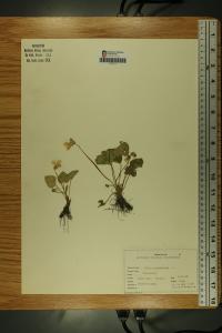 Viola affinis image