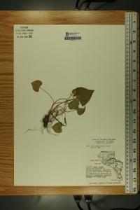 Viola affinis image