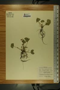Viola affinis image