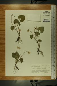 Viola affinis image