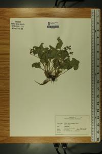 Viola affinis image
