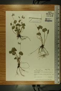 Viola affinis image