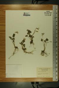 Viola affinis image