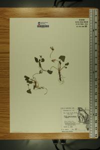 Viola affinis image