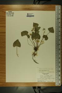 Viola affinis image