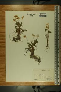Viola pedata image