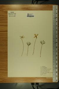 Viola pedata image
