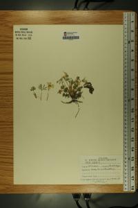 Viola pedata image