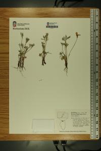 Viola pedata image
