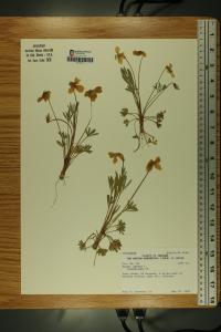 Viola pedata image