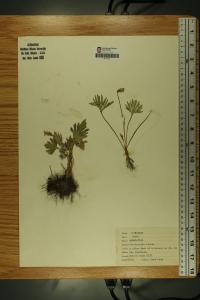 Viola pedatifida image