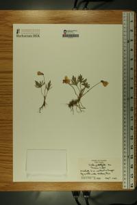 Viola pedatifida image