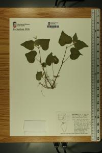 Viola pubescens image