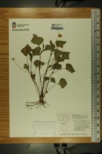 Viola pubescens image