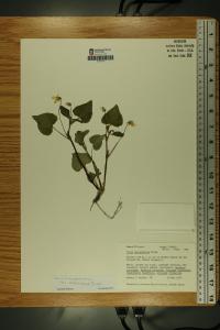Viola pubescens image