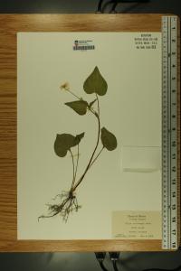 Viola pubescens image