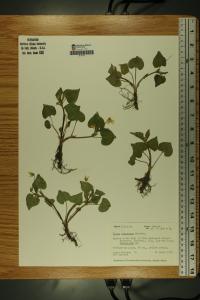 Viola pubescens image