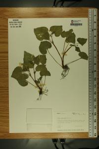 Viola pubescens image