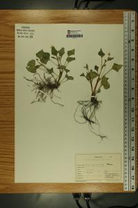 Viola pubescens image