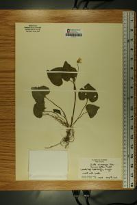 Viola pubescens image