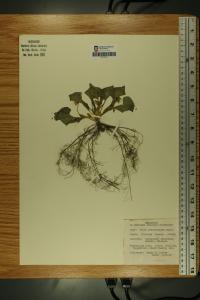 Viola pubescens image
