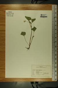 Viola pubescens image