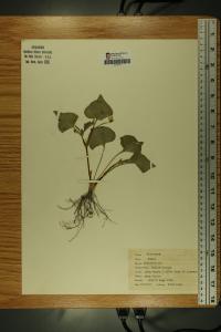 Viola pubescens image