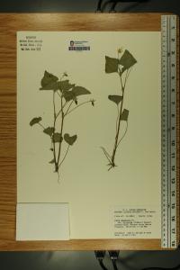 Viola pubescens image