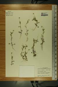 Viola bicolor image
