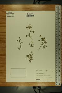 Viola bicolor image