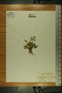 Viola sagittata image