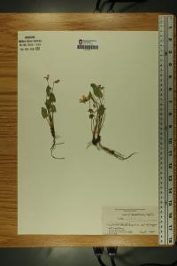 Viola sagittata image
