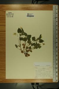 Viola striata image