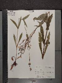 Penstemon digitalis image