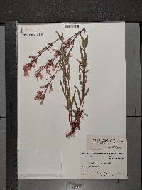 Penstemon gracilis image