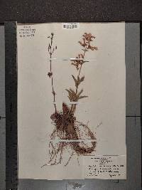 Penstemon hirsutus image