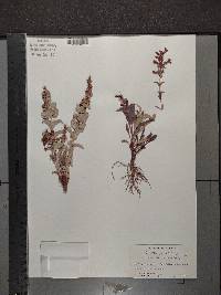 Penstemon nitidus image