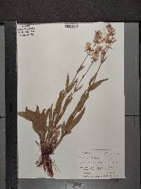 Penstemon pallidus image