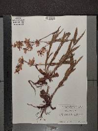 Penstemon pallidus image