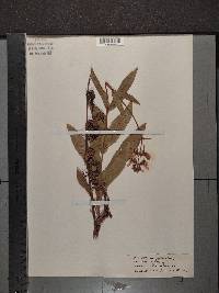 Penstemon pallidus image