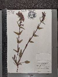 Penstemon whippleanus image