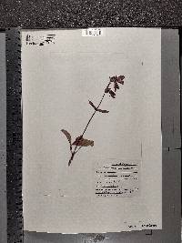 Penstemon whippleanus image