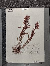 Penstemon glaber var. alpinus image